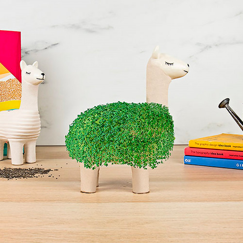 Lama à faire pousser
