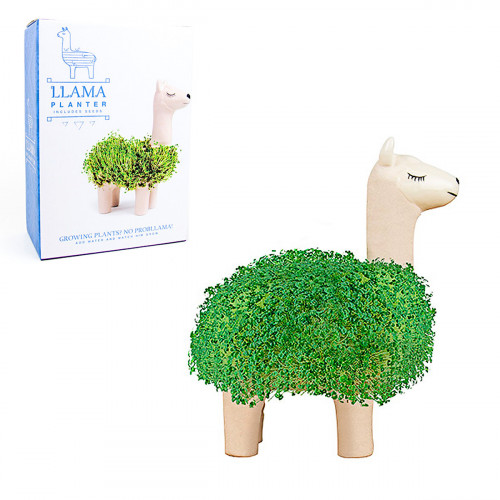 Lama à faire pousser